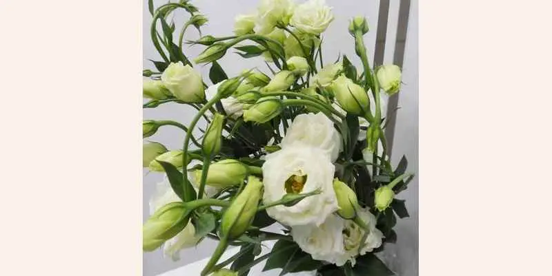 Лизиантус Ду Росита (Эустома)