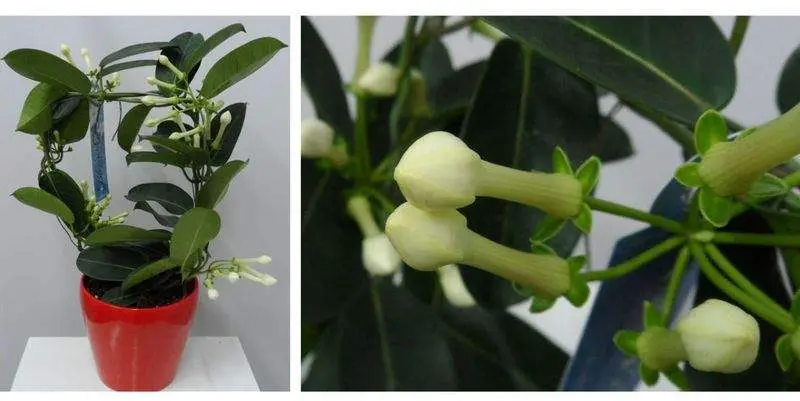 Стефанотис Флорибунда Д12