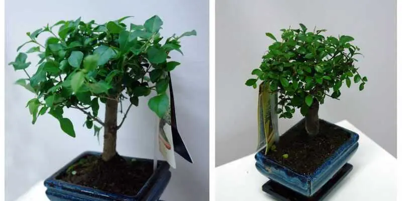 Бонсай Микс 