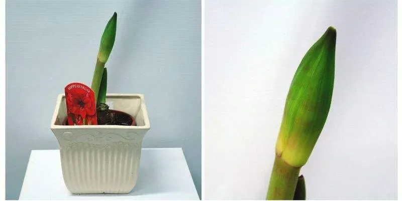 Гиппеаструм Амараллис Д12