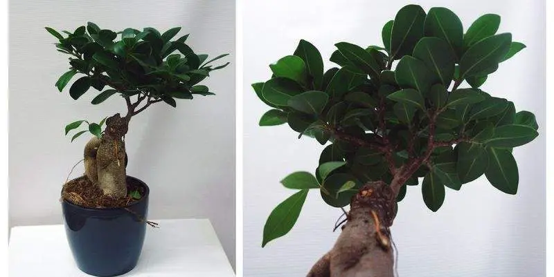 Фикус Микрокарпа Гинсенг Д12 Н30