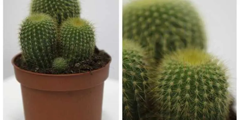 Кактус микс Д10