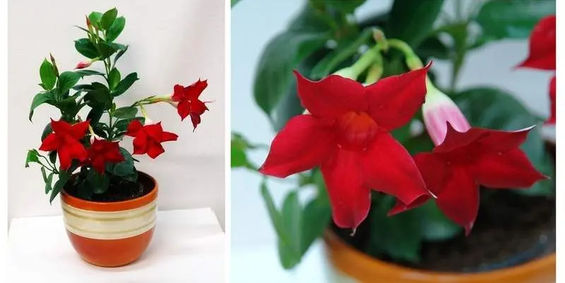 Мандевилла Д10