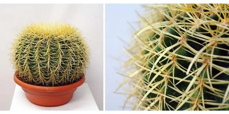 Эхинокактус грузони Д30 Н30