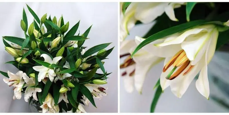 Лилия Айс Дэнс