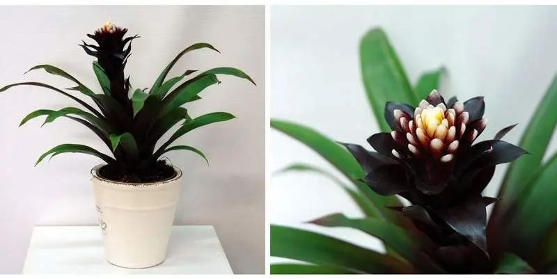 Гузмания Д12 Н40